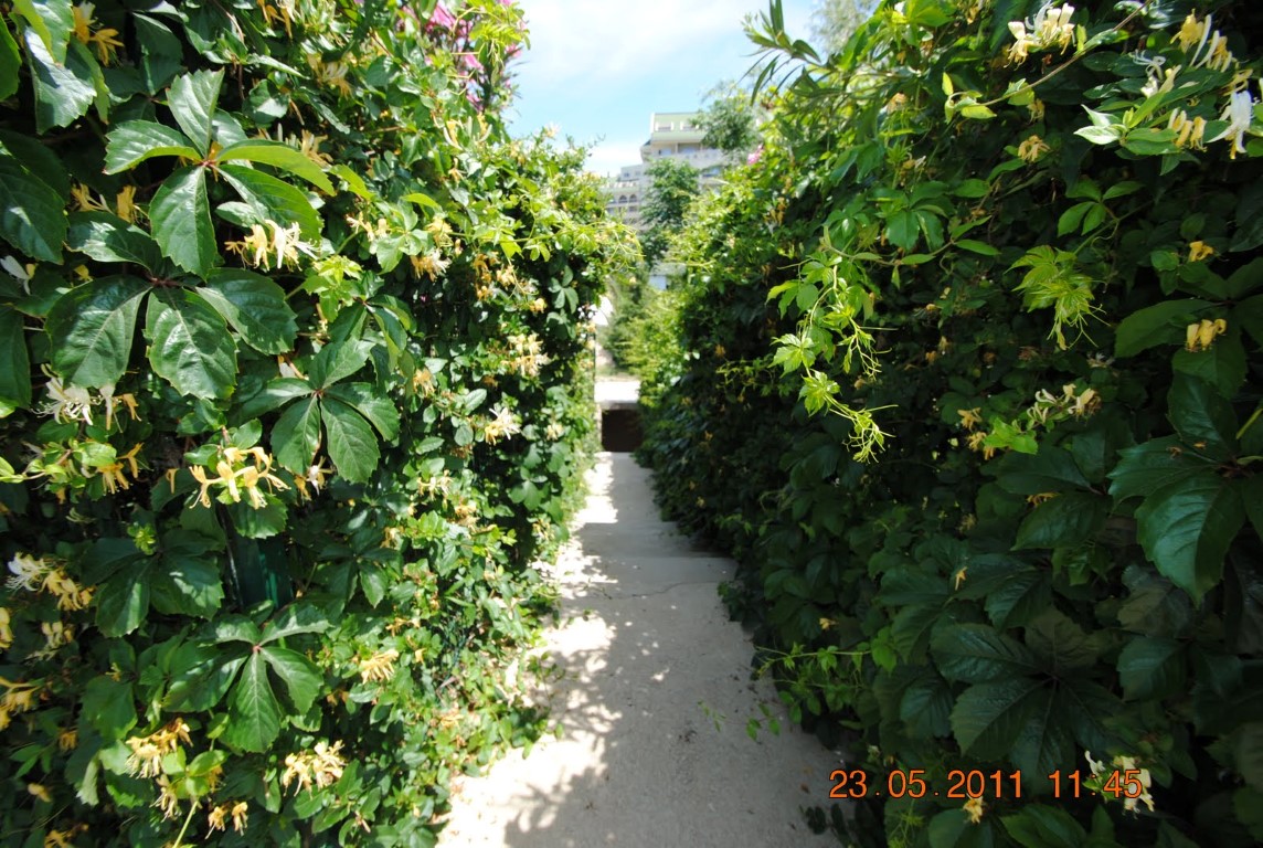 imagini hotel AMELIA BEACH RESORT SIDE